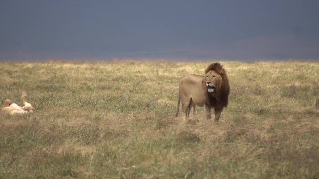 Lion aka Panthera Leo Observes Surroundings in Meadow of African Savanna, 120fps Slow Motion