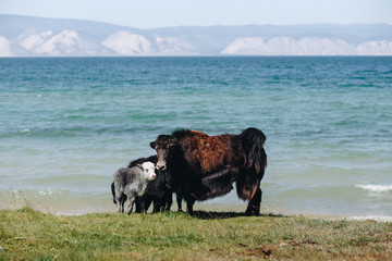Black long-haired yak with a calf on shore of Lake Baikal on a sunny summer day. Olkhon Island,...
