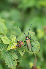 Musk beetle (Aromia moschata)