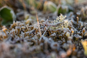 ants in forest