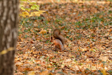 Squirrel in the autumn forest