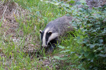 European badger (Meles meles) © Leon