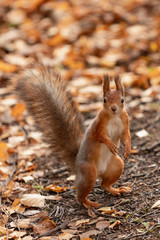 Naklejka na ściany i meble Squirrel in the autumn forest