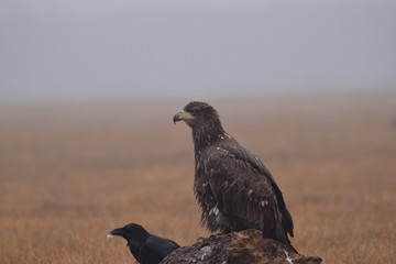 Orzeł bielik i kruk © Katarzyna