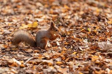 Squirrel in the autumn forest