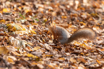 Squirrel in the autumn forest