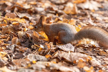 Squirrel in the autumn forest