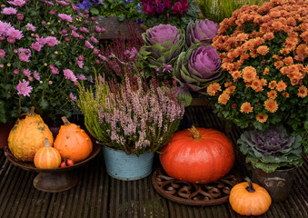 Autumn flowers outdoor
