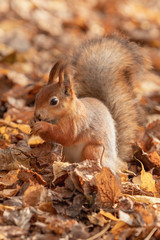 Squirrel with a nut in the autumn forest. Close-up