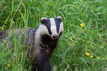 European badger (Meles meles)