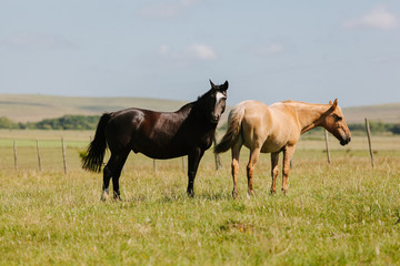 Fototapeta premium Cavalos