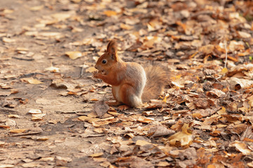 Squirrel in the autumn forest