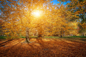 Autumn park, sunrise in the forest