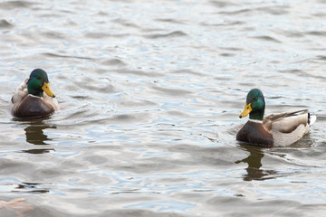 Three ducks swim in the pond