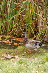 Duck on the bank of the pond