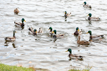 Ducks swim in the pond and fight for food