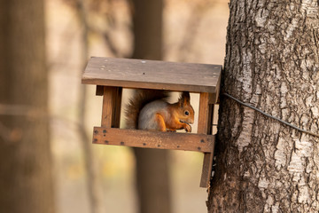 Squirrel eats nuts in a manger on a tree in the autumn forest