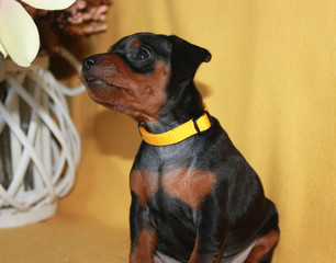 portrait of a dog