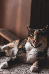 Cat tongue 