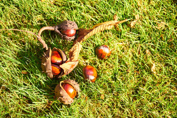 Opened horse chestnut (Aesculus) shell on the ground in green grass.