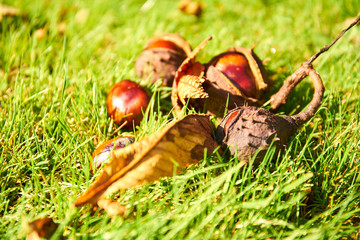 Opened horse chestnut (Aesculus) shell on the ground in green grass.