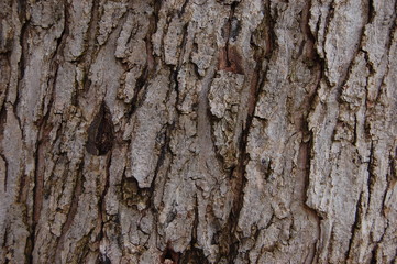 Maple Tree Texture