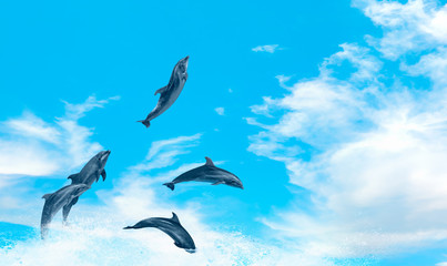 Group of dolphins jumping on the water with bright blue sky