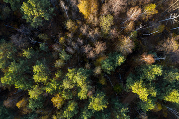 Fototapeta na wymiar green forest, view from above