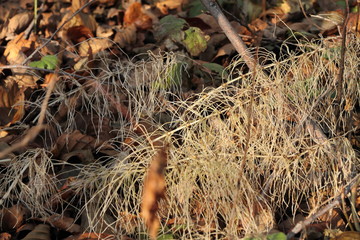 Beautiful October forest on a clear day