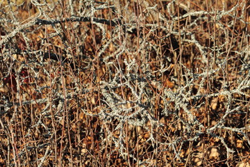 Beautiful October forest on a clear day
