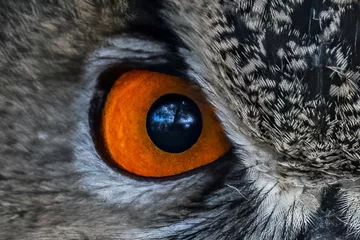 Rolgordijnen closeup of an Owl eye © were