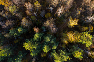 Naklejka na ściany i meble green forest, view from above