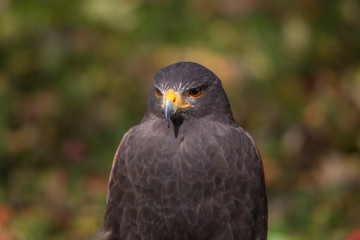 Portrait of a bird of prey