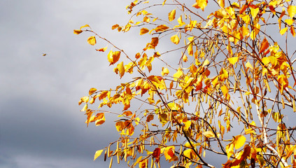 Golden autumn leaves and catkins on birch tree