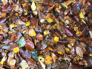  Autumn foliage. Can be used as background.