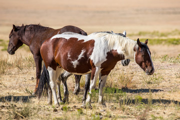 Obraz premium Wild Horses