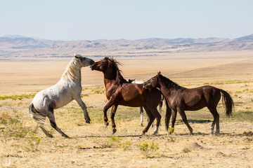 Wild Horses