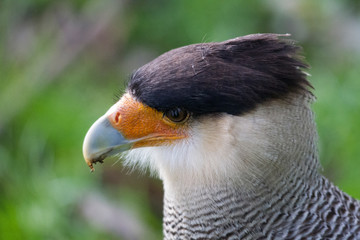 Portrait of a bird of prey