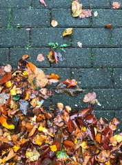  Autumn foliage. Can be used as background.