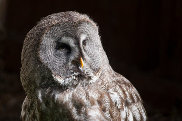  owl looks into the camera