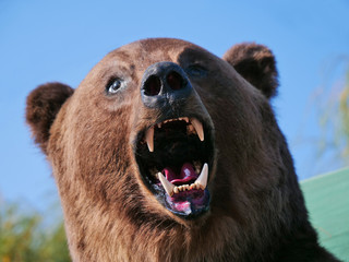 Real stuffed Carpathian brown bear (Ursus arctos) on display. Taxidermy showing the bear's head,...