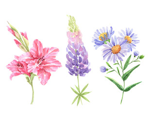 set of pink and blue watercolor flowers on a white background