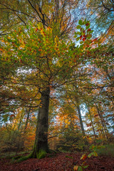 Falling Leaves in Autumn Forest Landscape, beautiful sunset colours in the woods, indian summer