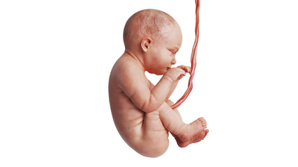 Embryo human development fetus unborn baby cute, side view. 3D rendering - 297402034