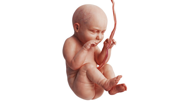 Embryo human development fetus unborn baby cute. 3D rendering