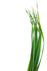 Vertical top view of oat grass on white background. Young green leaves of Avena sativa. Copy space for text