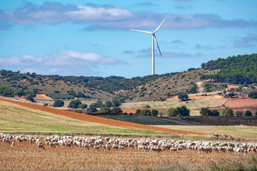 Flock of sheep with wind turbine in the Spanish Mancha