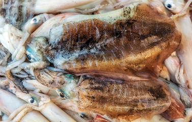 Squid Octopus Seafood Mix Background