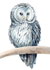watercolor eagle owl, bird illustration is drawn on an isolated white background