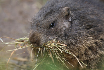Murmeltier beim fressen.